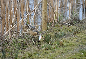 Great Bittern (Botaurus stellaris) adult, feeding, with Common Rudd (Scardinius erythrophthalmus) prey in beak