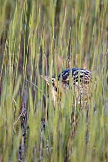 Reed Bed Prints: Great Bittern (Botaurus stellaris) adult male