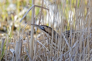Great Bittern (Botaurus stellaris) adult male, standing amongst reeds in reedbed, Minsmere RSPB Reserve, Suffolk, England, march