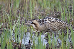 Great Bittern (Botaurus stellaris) adult male, feeding, with Three-spined Stickleback (Gasterosteus aculeatus) prey in beak, Minsmere RSPB Reserve, Suffolk, England, april