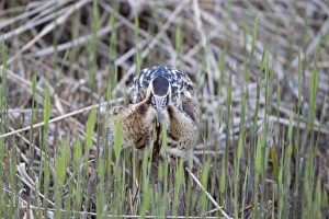 Great Bittern (Botaurus stellaris) adult male, feeding, with Three-spined Stickleback (Gasterosteus aculeatus) prey in beak, Minsmere RSPB Reserve, Suffolk, England, april