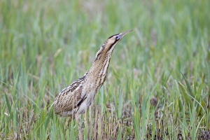 Great Bittern (Botaurus stellaris) adult male, standing amongst fresh reedbed growth, Minsmere RSPB Reserve, Suffolk, England, april