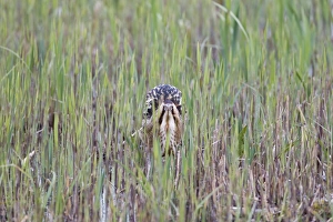 Great Bittern (Botaurus stellaris) adult male, standing amongst fresh reedbed growth, Minsmere RSPB Reserve, Suffolk, England, april