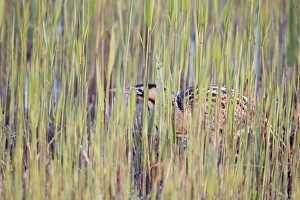 Great Bittern (Botaurus stellaris) adult male, standing amongst fresh reedbed growth, Minsmere RSPB Reserve, Suffolk, England, april