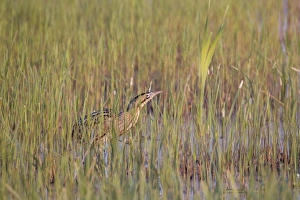 Great Bittern (Botaurus stellaris) adult male, standing amongst fresh reedbed growth, Minsmere RSPB Reserve, Suffolk, England, april
