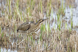Great Bittern (Botaurus stellaris) adult male, walking through cut reedbed, Minsmere RSPB Reserve, Suffolk, England, march