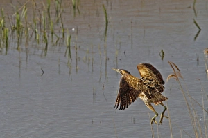 Great Bittern flying over reedbeds at RSPB Minsmere, Suffolk