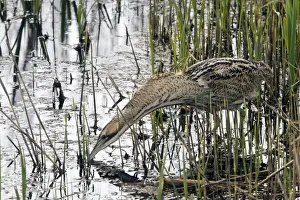 Reed Prints: Great Bittern hunting for small fish in reedbeds at RSPB Minsmere, Suffolk