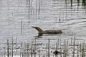 Dyke Prints: Great Bittern swims over dyke at RSPB Minsmere Suffolk