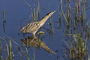 Foot Prints: Great Bittern wading through reedbeds at RSPB Minsmere, Suffolk