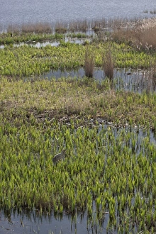 Reed Prints: Great Bittern wading through reeds at RSPB Minsmere, Suffolk