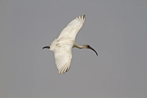 West Bengal Prints: Great Black-backed Gull (Larus marinus) adult