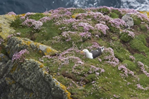Clifftops Prints: Great Black-backed Gull (Larus marinus) adult