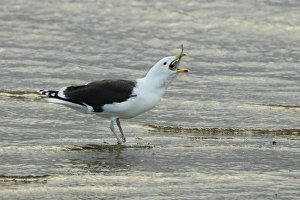 Great Black-backed Gull (Larus marinus) adult, feeding on flatfish, standing on beach, Poole Harbour, Dorset, England, january