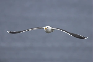 Great Black-backed Gull (Larus marinus) adult, summer plumage, in flight over sea, Noss, Shetland Islands, Scotland