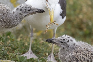 Great Black-backed Gull (Larus marinus) adult, with vegetation in beak, with chicks, begging for food, Saltee Islands, Ireland, july