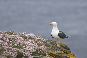 Great Black-backed Gull (Larus marinus) adult, summer plumage, standing on thrift covered cliff, Noss Nature Reserve, Shetland Islands, Scotland