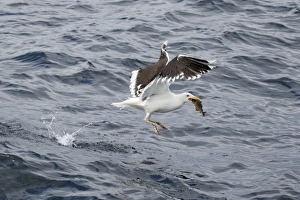 Great Black-backed Gull (Larus marinus) adult, summer plumage, with fish in beak, taking off from sea