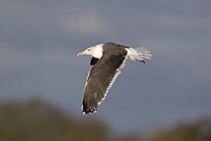 Great Black-backed Gull (Larus marinus) adult, winter plumage, in flight, Suffolk, England, December