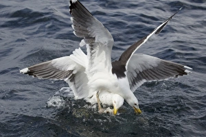 Gulls Prints: Great Black-backed Gull (Larus marinus) two adults