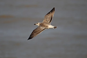 Seagull Prints: Great Black-backed Gull (Larus marinus) immature