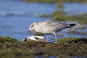 Great Black-backed Gull (Larus marinus) immature, first winter plumage, feeding on dead Eurasian Wigeon (Anas penelope)