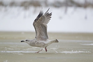Great Black-backed Gull (Larus marinus) immature, first winter plumage, running across ice of partially frozen pond to