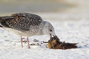 Great Black-backed Gull (Larus marinus) immature, first winter plumage, feeding on dead Eurasian Woodcock