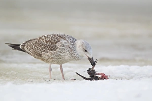 Great Black-backed Gull (Larus marinus) immature, first winter plumage, feeding on dead Eurasian Woodcock
