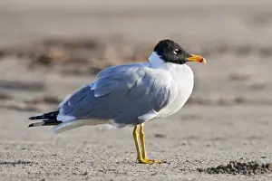 Gulls Prints: Great Black-headed Gull (Ichthyaetus ichthyaetus) adult
