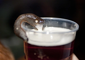 Glass Prints: Great Black Slug (Arion ater) brown form
