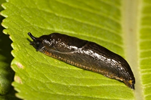 Great Black Slug (Arion ater) reddish brown form, adult, on leaf, Crossness Nature Reserve, Bexley, Kent, England, june