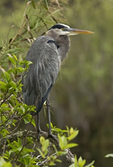 Florida Prints: Great Blue Heron (Ardea herodias) adult, standing on branch, Florida, U. S. A. February