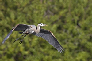 Great Blue Heron (Ardea herodias) adult, in flight, Venice Rookery, Florida, U. S. A