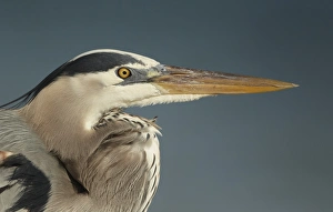 Bill Prints: Great Blue Heron (Ardea herodias) adult, close-up of head, Florida, U. S. A. February