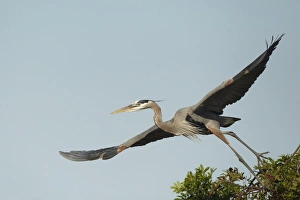 Great Blue Heron (Ardea herodias) adult, taking off from nest in treetop, Florida, U. S. A. February