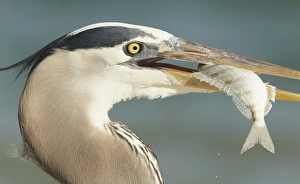 Great Blue Heron (Ardea herodias) adult, close-up of head, with freshly caught fish in beak, Florida, U. S. A. February