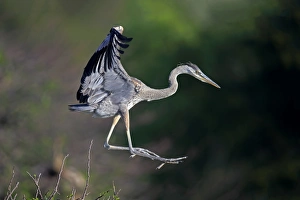 Leaving Prints: Great Blue Heron (Ardea herodias) chick