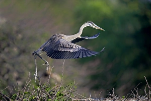 Great Blue Heron (Ardea herodias) chick, fledgling in flight, taking off from nest, Venice Rookery, Venice, Florida