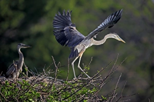 Great Blue Heron (Ardea herodias) chick, fledgling with wings spread, taking off from nest, Venice Rookery, Venice
