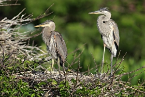 Florida Prints: Great Blue Heron (Ardea herodias) two chicks