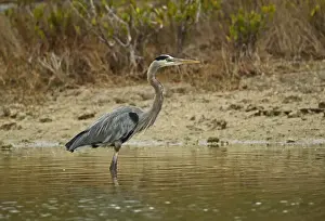 Heron Prints: Great Blue Heron (Ardea herodias occidentalis) adult