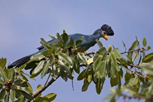 Sanctuary Prints: Great Blue Turaco (Corythaeola cristata) adult