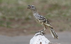 Great Bowerbird (Chlamydera nuchalis) adult, singing, perched on rock, Northern Territory, Australia