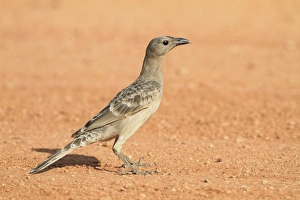 Dirt Prints: Great Bowerbird (Chlamydera nuchalis) adult male