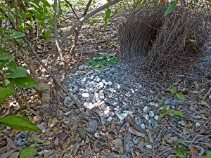 Displays Prints: Great Bowerbird (Chlamydera nuchalis) display bower of male