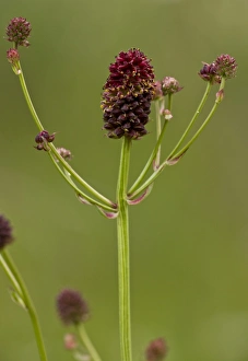 Damp Prints: Great Burnet (Sanguisorba officinalis) flowering