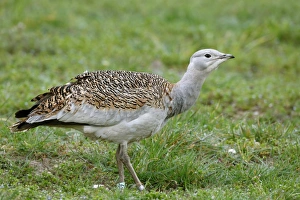 Great Bustard (Otis tarda) adult female, with leg rings, standing on grass, released in reintroduction project