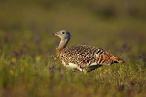 Editor's Picks: Great Bustard (Otis tarda) adult female