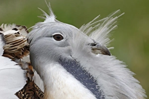 Great Bustard (Otis tarda) adult male, close-up of head, displaying, released in reintroduction project, Wiltshire